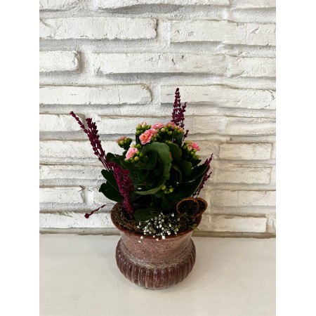 Seramik Saksıda Kalanchoe